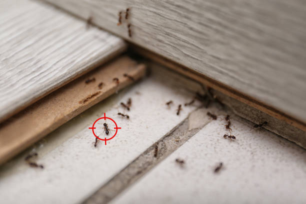 Best Ant Control Services  in Omro, WI